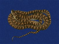 藏品(紅斑蛇)的圖片